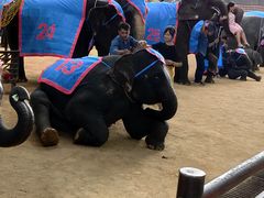 -东芭乐园