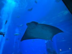 -亚特兰蒂斯•OSSIANO奥西亚诺海底餐厅