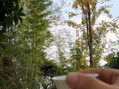 -上海佘山国家森林公园天马山园