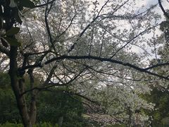 -西湖外事游船(花港观鱼码头)