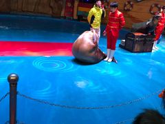 -烟台海昌鲸鲨海洋公园