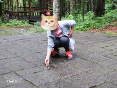 -五营红松林海景区