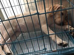 -翊宠yipet猫狗购宠庄园犬舍•猫舍