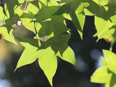 -国家植物园南园