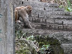-黔灵山公园