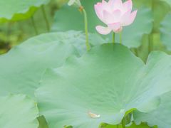 -荔湾湖公园