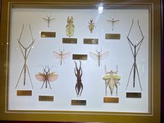 -上海昆虫博物馆