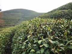 -龙坞茶村