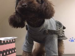 -多卡布奇宠物生活馆(上林世家店)