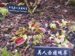 -中国科学院西双版纳热带植物园