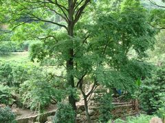 绿树遍野-灵光寺