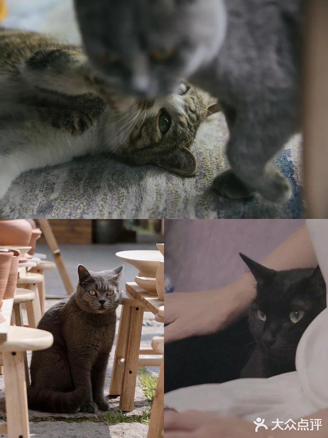 不用去巨猫岛｜杭州西溪湿地里就有萌宠天堂