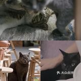不用去巨猫岛｜杭州西溪湿地里就有萌宠天堂