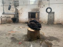 -新疆天山野生动物园