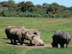 -威勒比开放式动物园