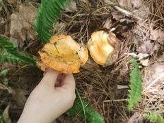 -铁山坪森林公园