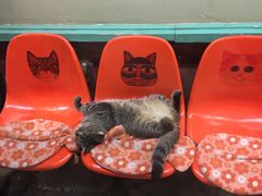 -猫咪博物馆(顶澳仔猫街店)