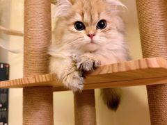 -猫大福·Fortune Cat猫舍(百子湾店)
