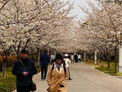 -高东镇樱花园