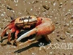 -北海金海湾红树林生态旅游区