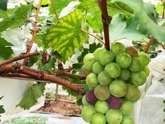 -麦园农庄·西江河鲜