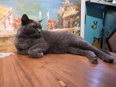 -猫小院猫主题咖啡厅(北锣店)