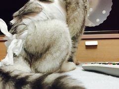 -纳吉亚猫专科动物诊疗中心(蒋宅口分院)