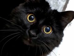 -lincat·猫舍(广州店)