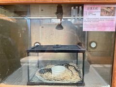 -上海大自然野生昆虫馆(东方明珠·爬宠昆虫探索中心)