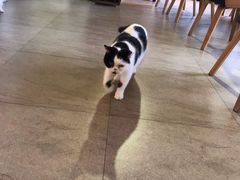 -猫咖时代(中山亭店)