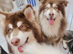 -Let's go狗咖·猫咖·奶狗·桌游(春熙路IFS店)