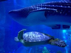 -成都浩海立方海洋公园