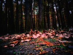 -上海共青森林公园