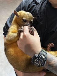 -Zoolung Zoolung动物主题公园(海信广场店)