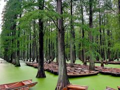 -渌洋湖湿地公园