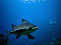 -上海海洋水族馆