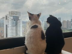 -有喵·猫咖·狗咖·30几只猫10只小狗(岗厦店)