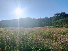 -武陵山森林公园