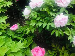 -莲花池公园