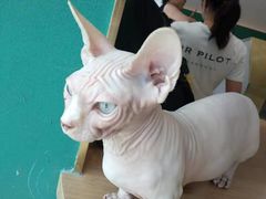 -飞行喵MR PILOT|猫舍·猫咖(静安大融城店)