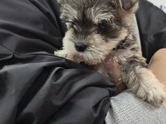 -翊宠yipet猫狗购宠庄园犬舍•猫舍