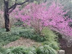 -叶家花园