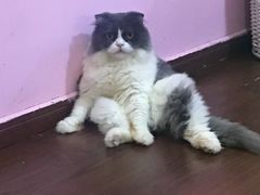 -李小姐の猫咖啡馆(五角场店)