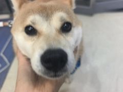 -宠颐生动物医院·心脏科·保险定点(锦阳分院)