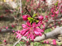 -渭南桃花源民俗文化园