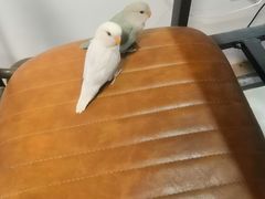 -吉丁鸟咖·异宠·寄养