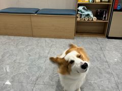 -安安宠医·臻爱宠物医院·宠保定点(营门口路分院)