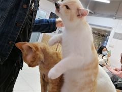 -Heymao猫咖.咖啡厅(东门店)