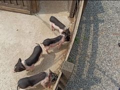 -前小桔亲子创意农场·草莓采摘·露营烧烤