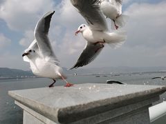 -海埂大坝